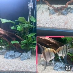 ディスカス(熱帯魚)の画像