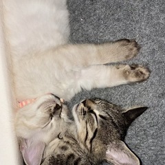 2匹一緒に引き取ってく出さる方