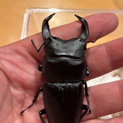 【新成虫】ホペイオオクワガタペア⑥の画像