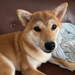 柴犬　メス　8ヶ月