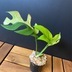 ランキングキーワードに紐づく投稿画像-観葉植物