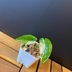 ランキングキーワードに紐づく投稿画像-観葉植物