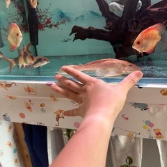 熱帯魚の画像