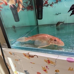 熱帯魚の画像