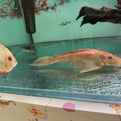 熱帯魚の画像