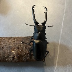 【おまけあり】ギラファノコギリクワガタ(ケイスケ)　CBF1　♂単品　85.3mmの画像