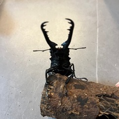 【おまけあり】ギラファノコギリクワガタ(ケイスケ)　CBF1　♂単品　85.3mmの画像