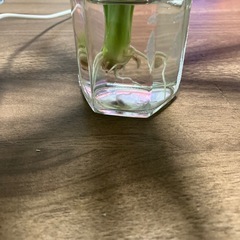 ユッカ　青年の樹の画像
