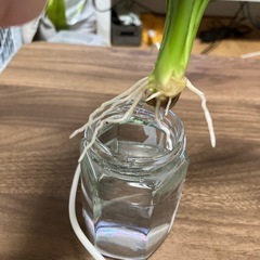 ユッカ　青年の樹の画像