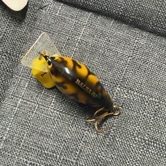 ザウルス　ヘドンの画像