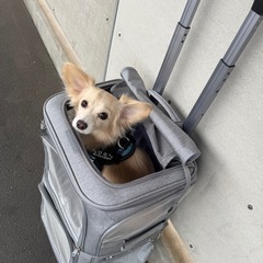 ペットキャリーケースの画像