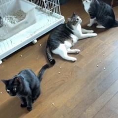 生後０〜5ヶ月で保護してから兄弟の3匹です