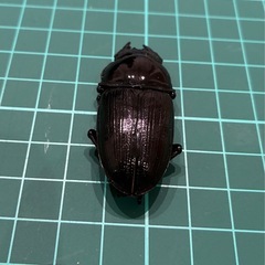 【ネット決済 配送可】 能勢YG 国産オオクワガタ ペア+雌1匹 75.9 48.5 47.8　　　 の画像