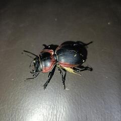 アカヘリエンマゴミムシ一匹の画像