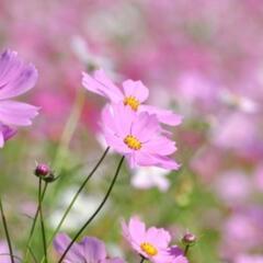 コスモス🌸550万本❗昭和記念公園でポートレート撮影募集🎵の画像