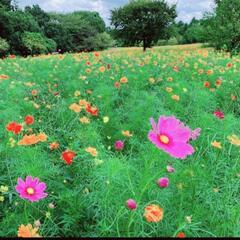 コスモス🌸550万本❗昭和記念公園でポートレート撮影募集🎵の画像