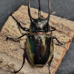 アトラスオオカブト 成虫ペアの画像