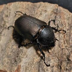 アトラスオオカブト 成虫ペアの画像