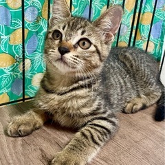 サバトラ、キジトラ🐈　ボス猫ちゃんの子供たち🐯
