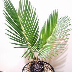 植物4点セット オリジナル ハンドメイド鉢付きの画像