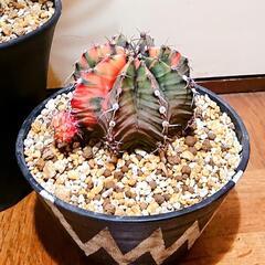 植物4点セット オリジナル ハンドメイド鉢付きの画像