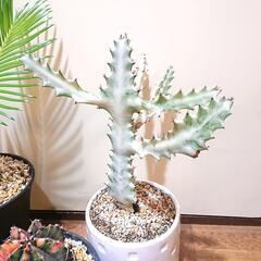植物4点セット オリジナル ハンドメイド鉢付きの画像