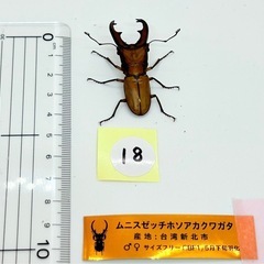 ムニスゼッチホソアカクワガタ⑱　♂単体 の画像