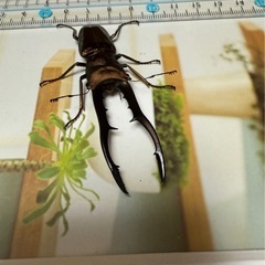 メタリフェルホソアカマットゴールド♂単品の画像