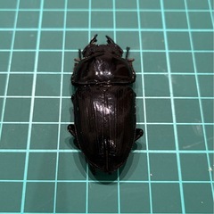 【ネット決済 配送可】 能勢YG 国産オオクワガタ ペア+雌1匹 77.8 50.1 50.0の画像
