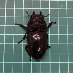 【ネット決済 配送可】 能勢YG 国産オオクワガタ ペア+雌1匹 77.8 50.1 50.0の画像