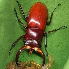 【来期用】ウエストウッディ DV産 ♂55㎜ ♀42.5㎜ ♀41.5㎜(3頭同腹個体)の画像