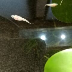パンダメダカ稚魚５匹の画像