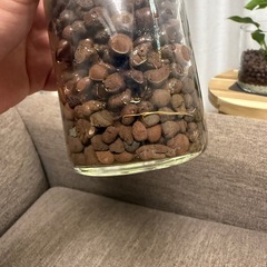 ②フィカスベンガレンシス　観葉植物　挿し木　ハイドロカルチャーの画像