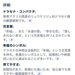 (取引中)★空気清浄効果がｻﾝｾﾍﾞﾘｱ2種類&幸福を呼ぶ木ﾄﾞﾗｾﾗ・ｺﾝﾊﾟｸﾀ★3セットの画像