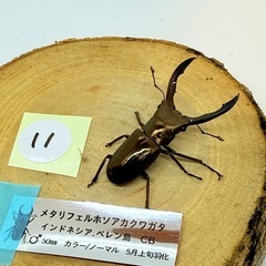 ⑪メタリフェル　訳あり品　1000円→100円の画像
