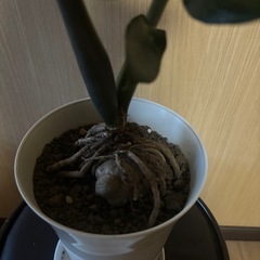 観葉植物の画像