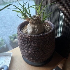 観葉植物の画像