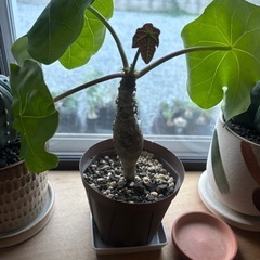 観葉植物の画像