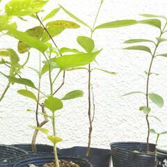 グワバと島唐辛子の苗の画像