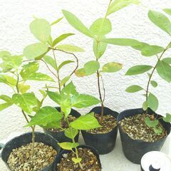 グワバと島唐辛子の苗の画像