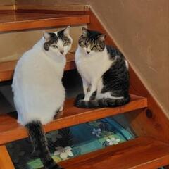 臆病な兄妹猫2匹　里親になってくれる方