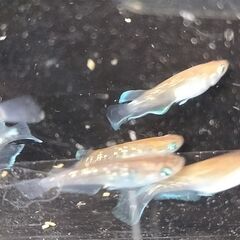 オリジナル改良メダカ オーシャンブルー＆レッド 稚魚1匹の画像