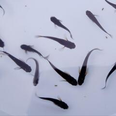 サタン無選別20匹の画像