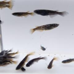 サタン無選別20匹の画像