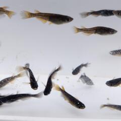 サタン無選別20匹の画像