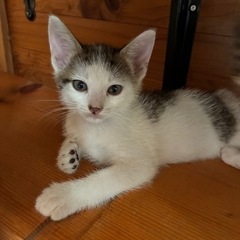 里親募集　6月生まれ子猫　二匹 - 三次市
