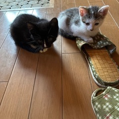 里親募集　6月生まれ子猫　二匹