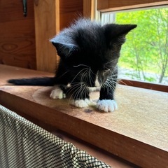 里親募集　6月生まれ子猫　二匹 - 猫