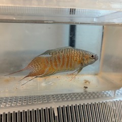 琉球闘魚　青系　幼魚　5匹の画像