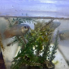 琉球闘魚　青系　幼魚　5匹の画像